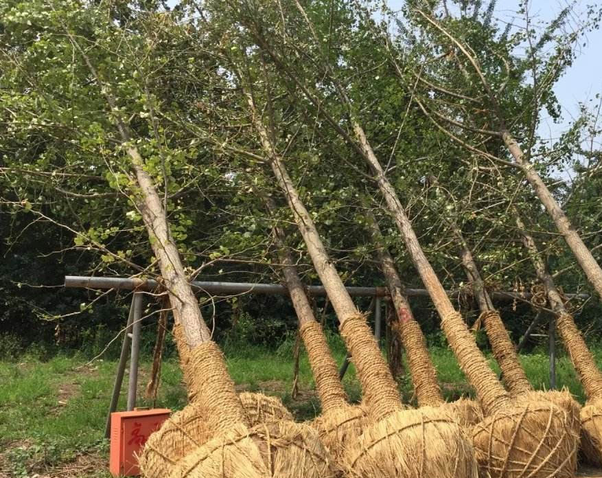 湖南有苗木市场吗？