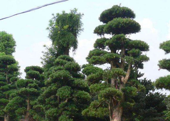 湖南造型景观树基地在哪里？