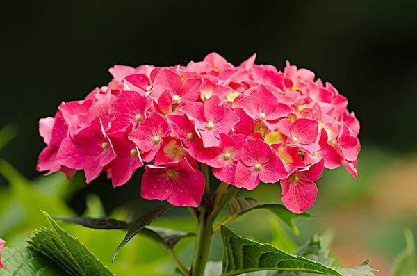 八仙花是宿根花卉吗？