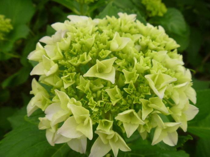 八仙花冬天种植可以吗？