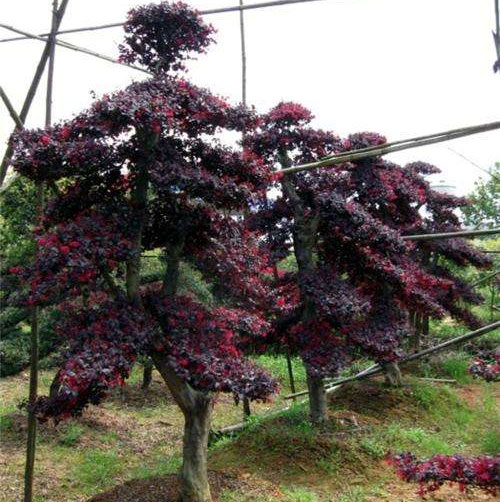 湖南红花檵木主要产地位于哪里？
