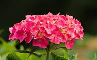 八仙花是宿根花卉吗？