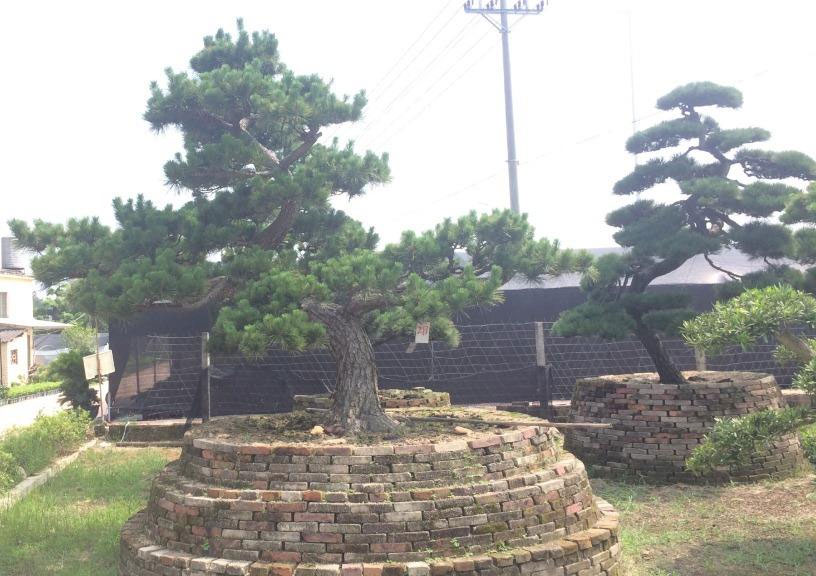 造型树基地在哪里？