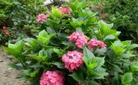 八仙花冬天开花吗？