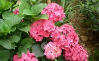八仙花小苗几年能开花？