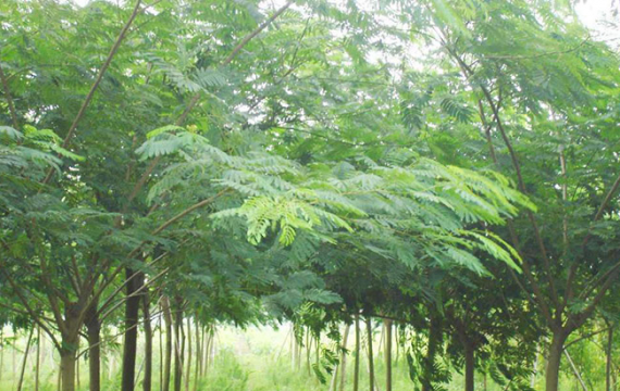 合欢树