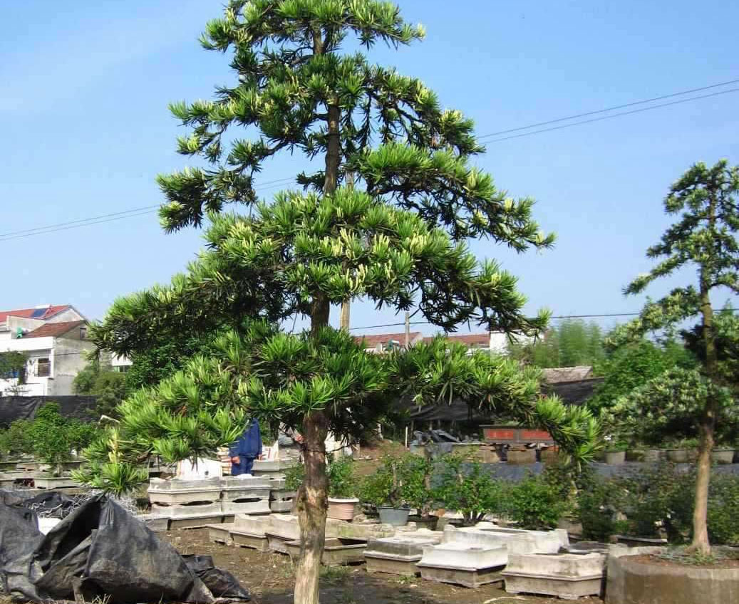 湖南园林绿化苗圃有哪些？