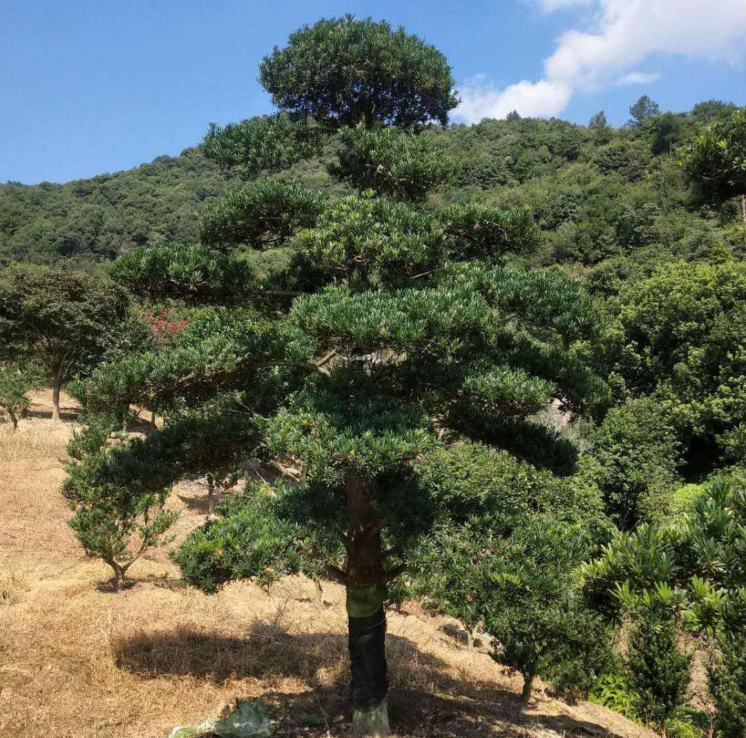 湖南造型罗汉松树基地