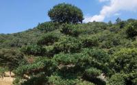 湖南造型罗汉松树基地