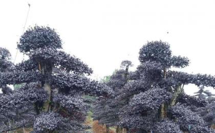 湖南长沙苗圃基地在哪里？