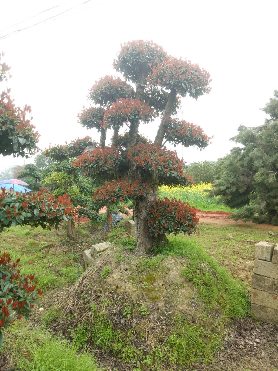 造型树图片一览