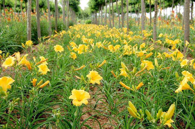 常绿萱草花期图片