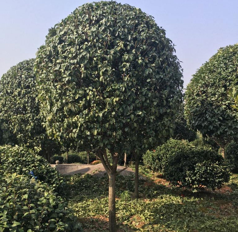 湖南苗木基地：种植好桂花树的方法