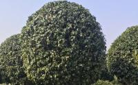 湖南苗木基地：种植好桂花树的方法