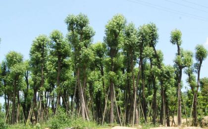 绿化苗木生长期的管理要点