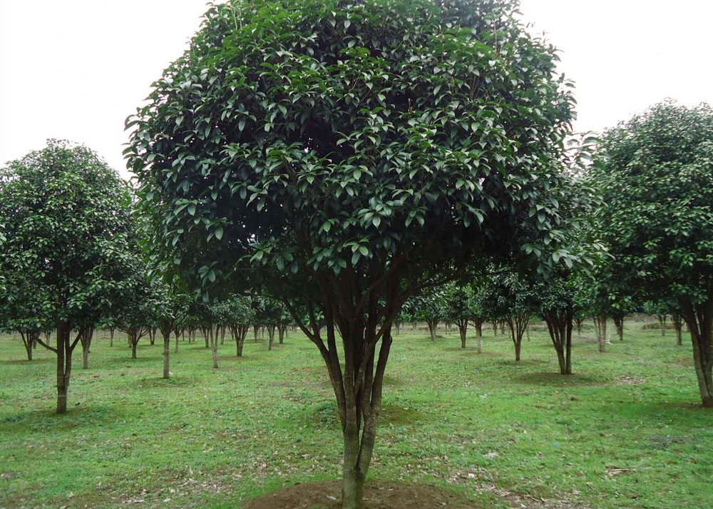 湖南苗木桂花树价格怎样？