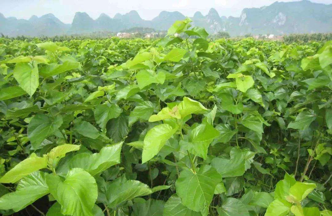 桑树