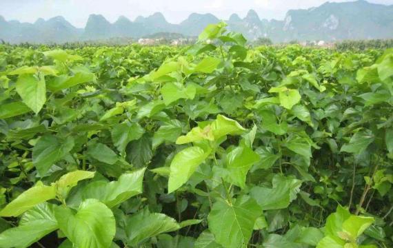 桑树