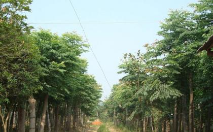 黄山栾树