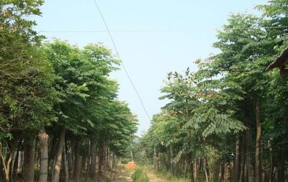 黄山栾树