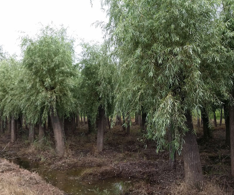 青皮垂柳