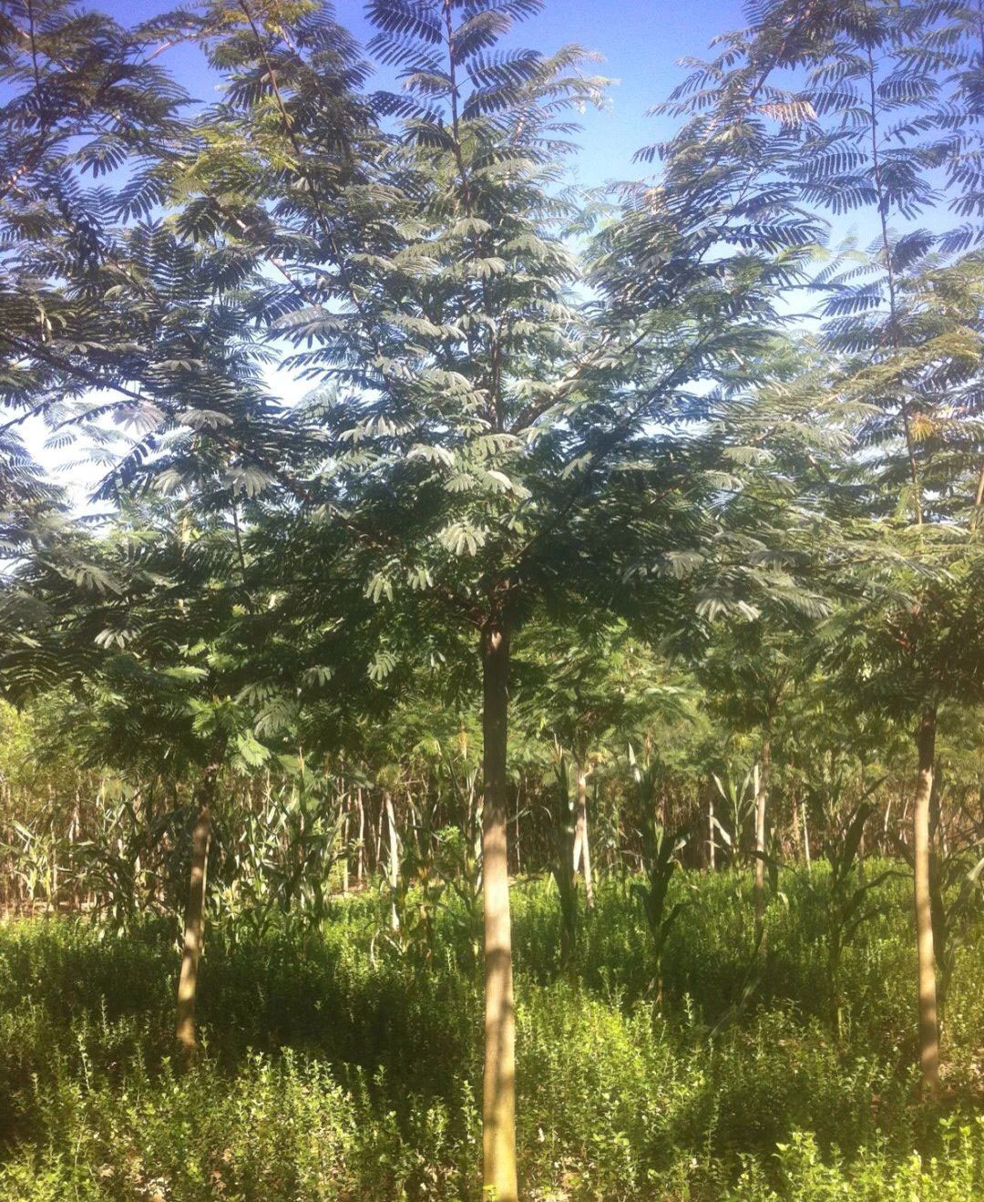 绿化苗木品种如何选择？