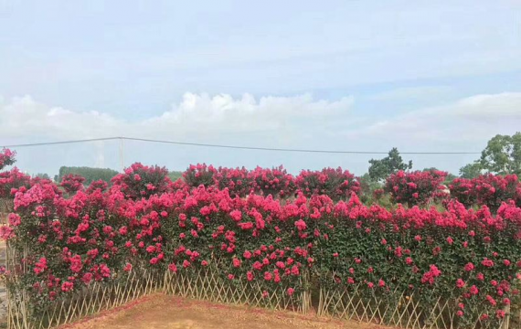 紫薇小苗