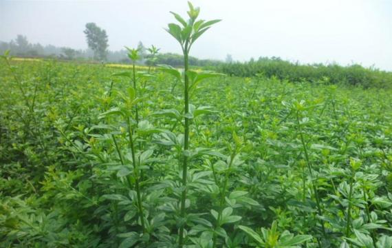 迎春花