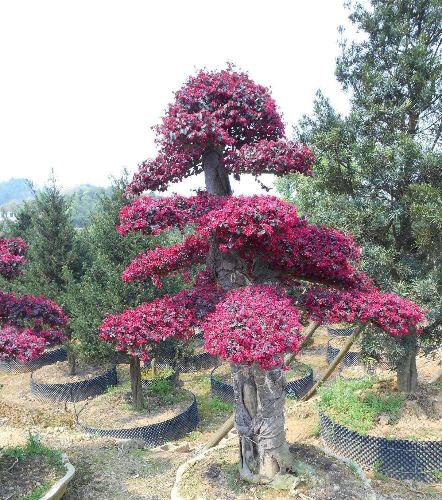 造型红花继木