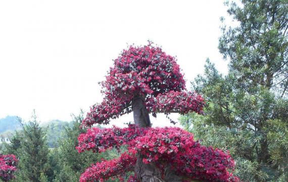 造型红花继木