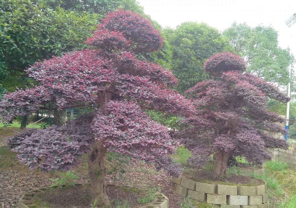 造型红花继木