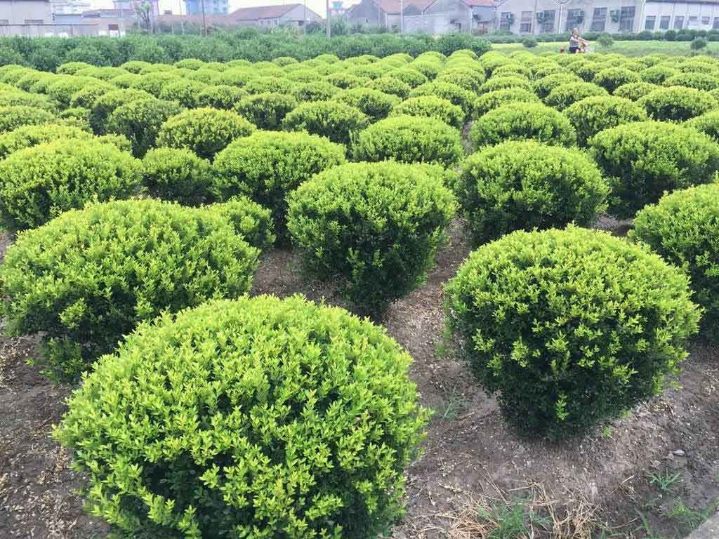 小叶黄杨球
