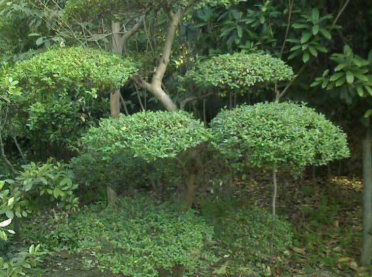 长沙园林植物造型哪里有