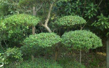 长沙园林植物造型哪里有