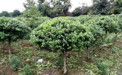 枸骨球价格