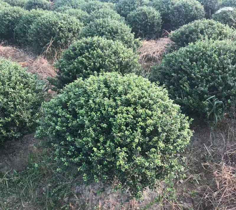 龟甲冬青球