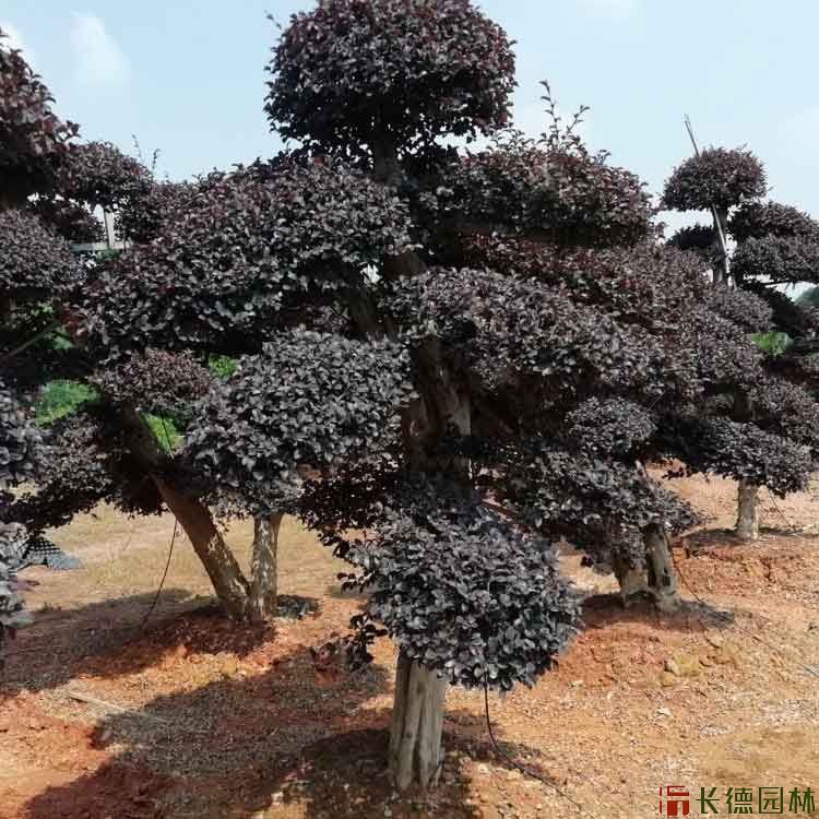 红花继木1.5米高多少钱一棵