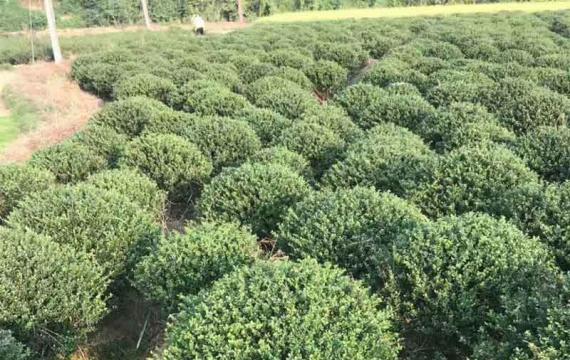 龟甲冬青球