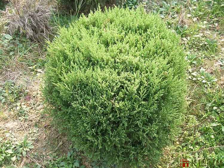 蜀桧球