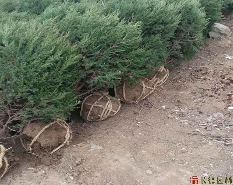 圆柏球