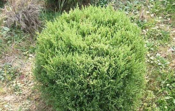 蜀桧球
