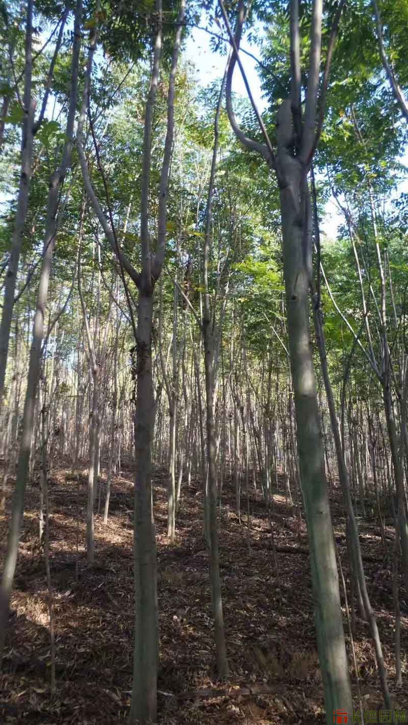 黄山栾树