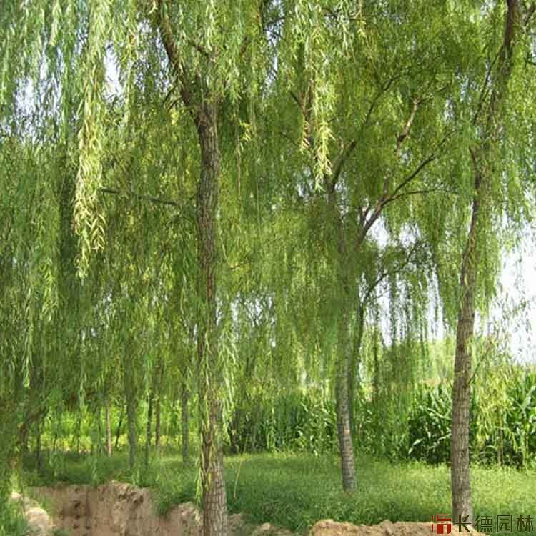 金丝柳