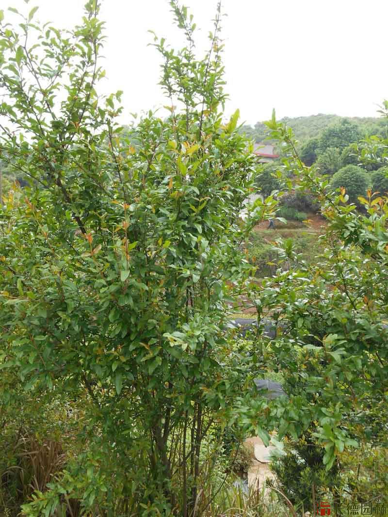 石榴树