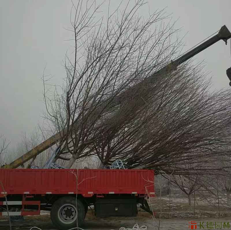 桃树